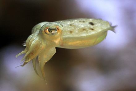 Juvenile pharaoh cuttlefish