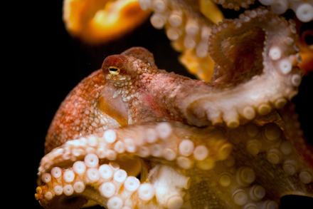 A red octopus swimming in dark water