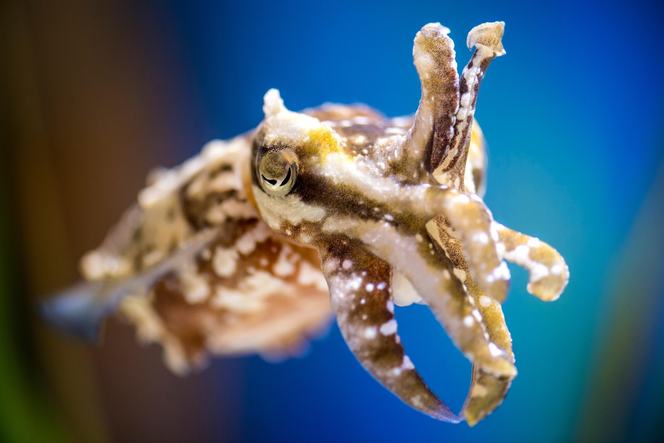 Cephalopods | Monterey Bay Aquarium
