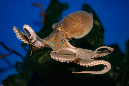 Two-spot octopus swimming freely with a distinctive blue eyespot visible on mantle