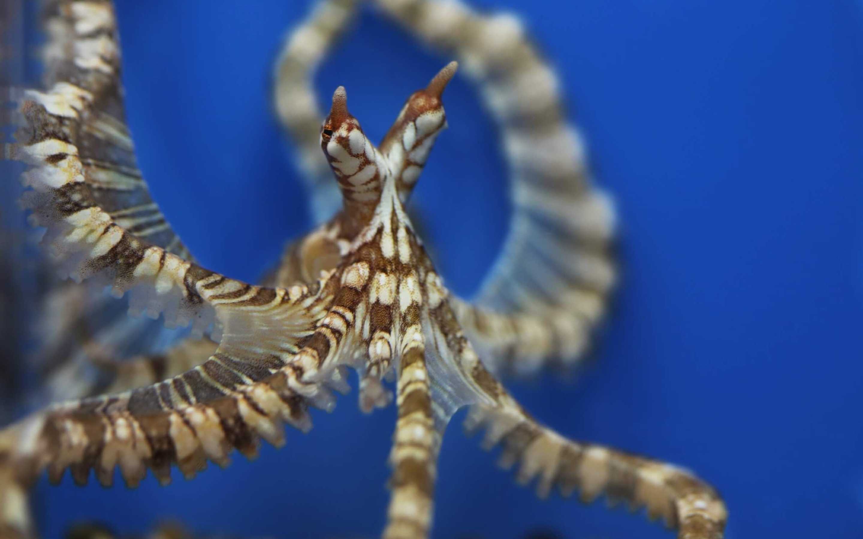 Wunderpus octopus with arms stretched out against a bright blue background, striped, with a sandy floor