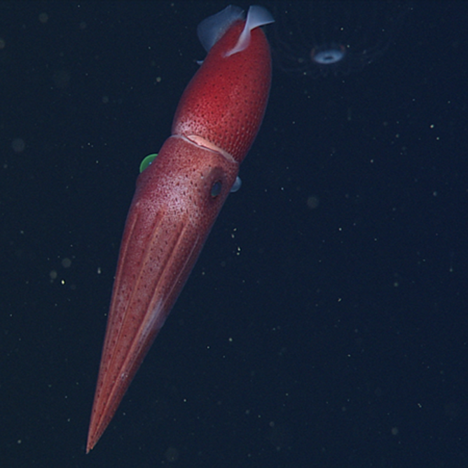 Cock-eyed squid with vivid red body and one green eye visible, photographed against deep black ocean