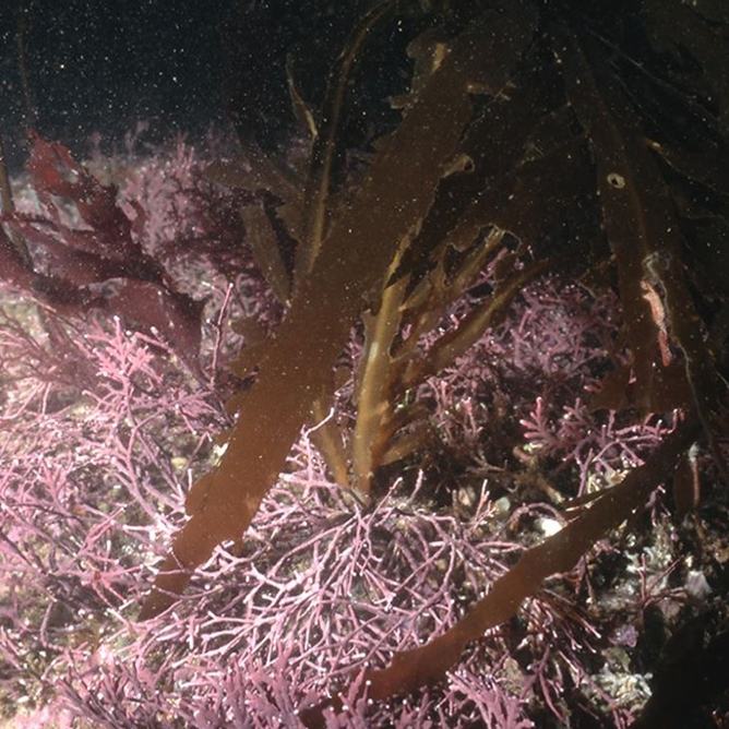 Acid seaweed