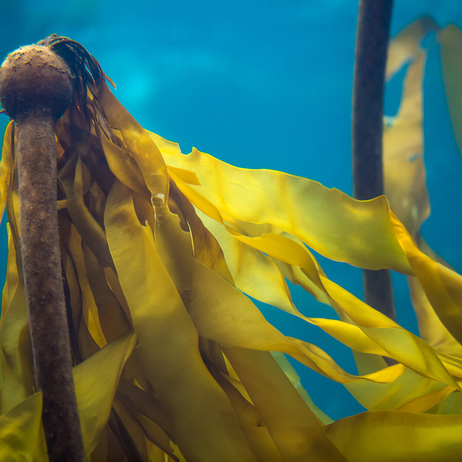 Up close view of a piece of bull kelp yellow green in color with aqua blue water in the background