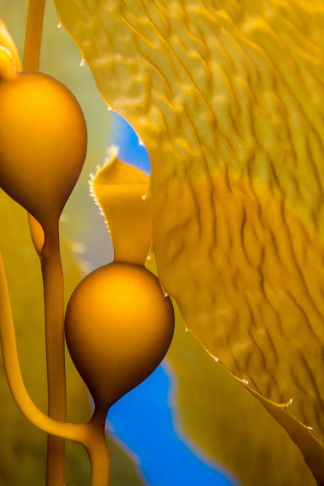 Upclose view of a golden colored giant kelp with two bulbs and large fronds