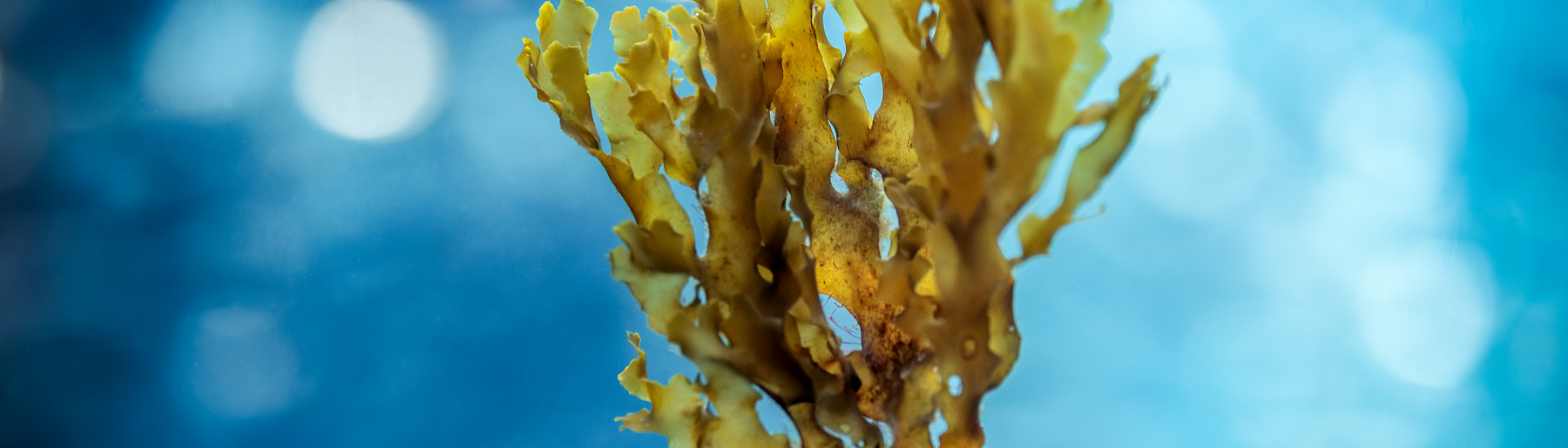 Close up of a small unattached piece of kelp drifting in the Kelp Forest exhibit in blue sparkly water