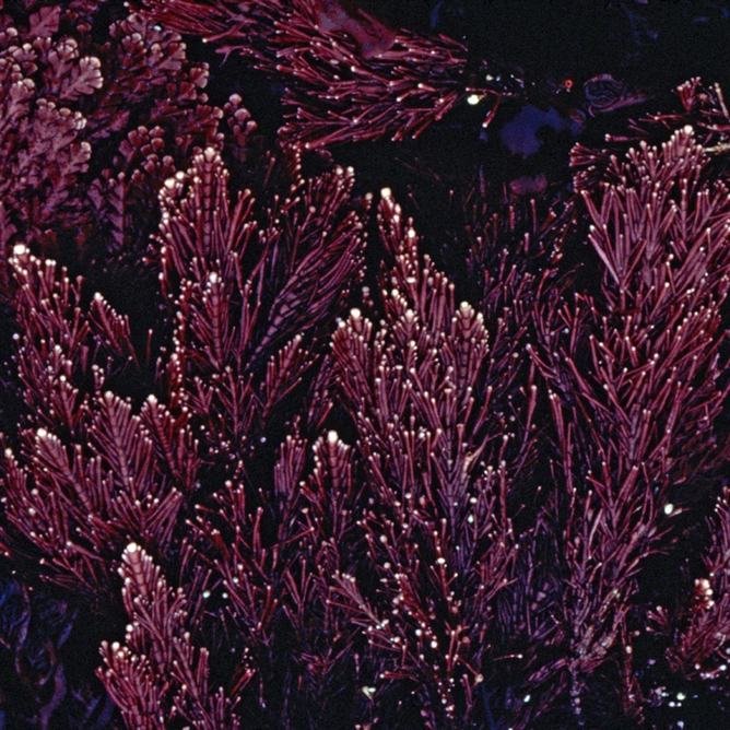 Red coralline alga on rocks
