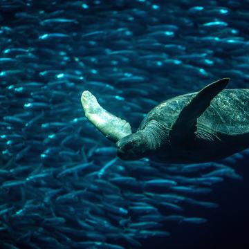 A green sea turtle swimming to the left with a large school of sardines in the background