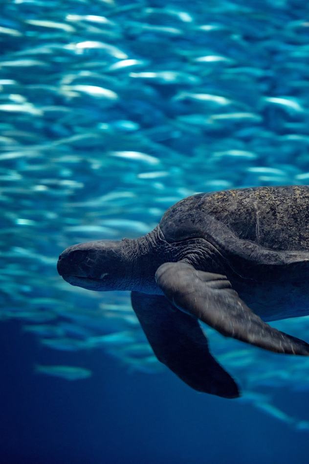 A green turtle swims alongside a school of sardines