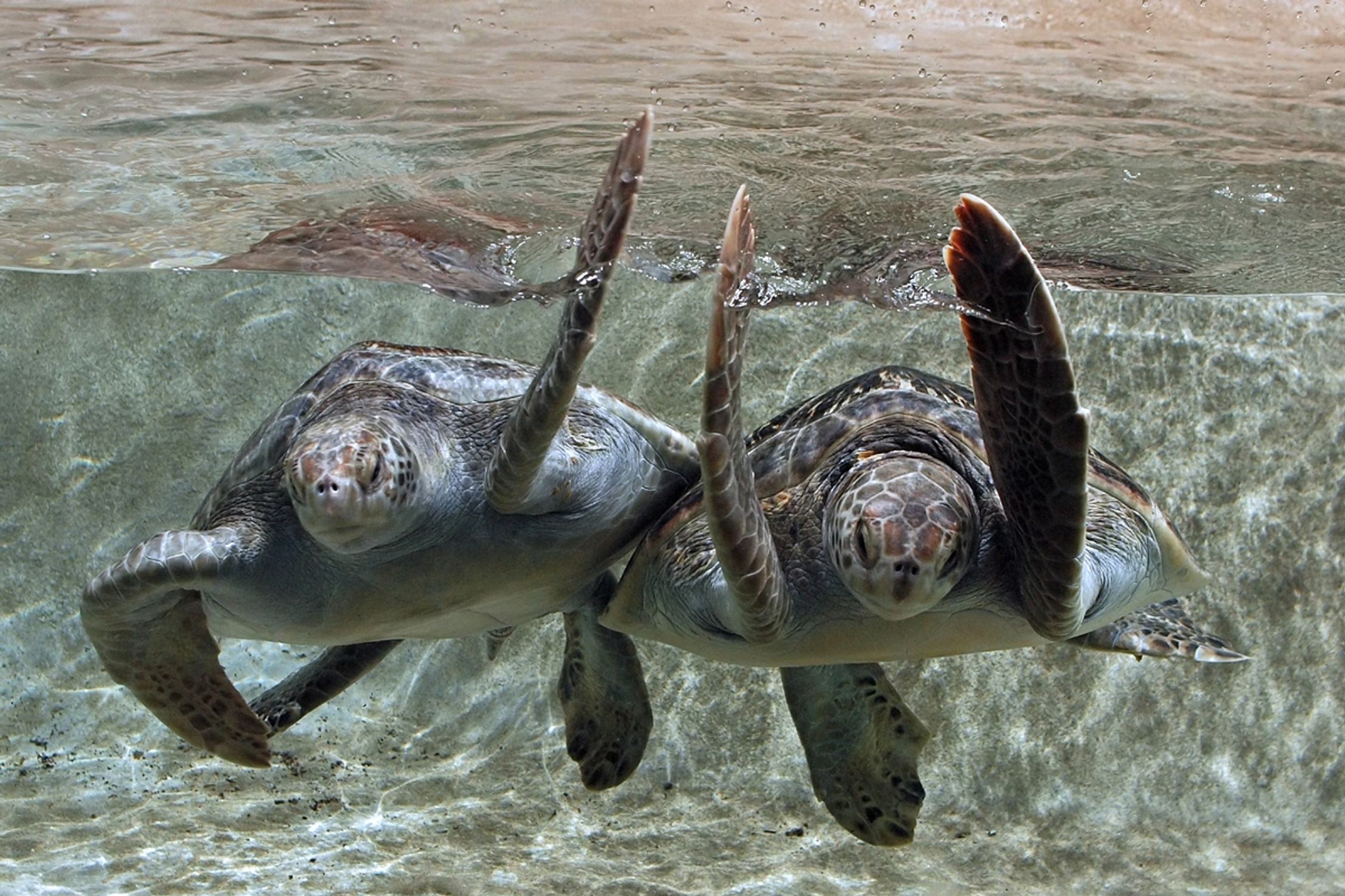 Green turtle | Monterey Bay Aquarium