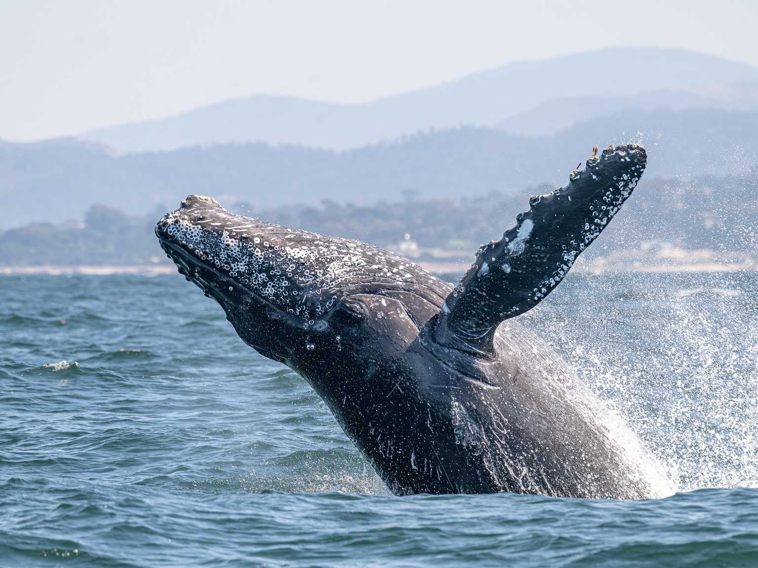 Up-close view of a humpback whale breaching in Monterey Bay with foothills visible in the background