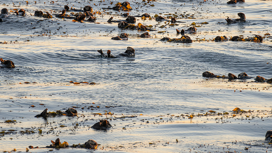 Large raft of sea otters floating among kelp on calm water bathed in warm golden light