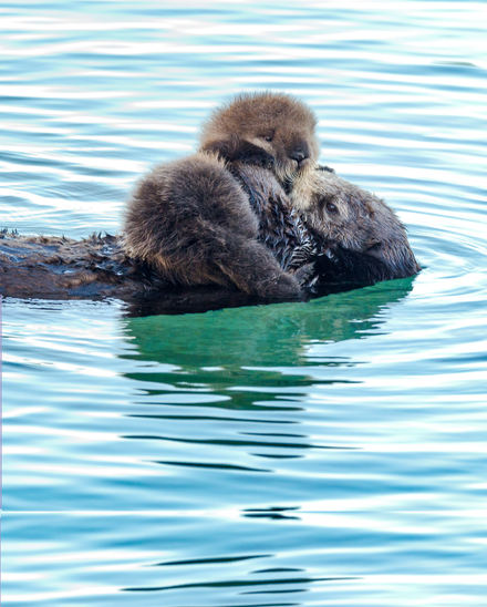 Sea otter mother floating on her back in calm water with her pup resting on her chest