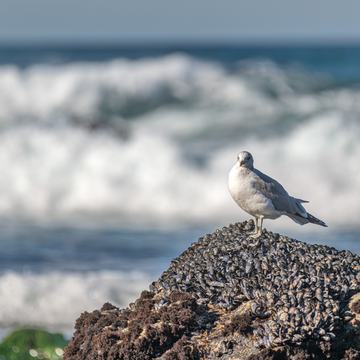 Waves at a Pacific Grove beach with California mussels on the rocks and a Western gull nearby during king tides