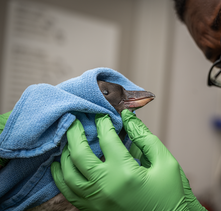 Intern Dr. Kwamina Otseidu examining Nori, a juvenile tufted puffin chick, during animal care at the Aquarium