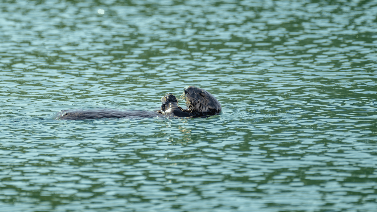 A sea otter partially surfacing in green rippled water, its head and paws holding food is visible above the surface
