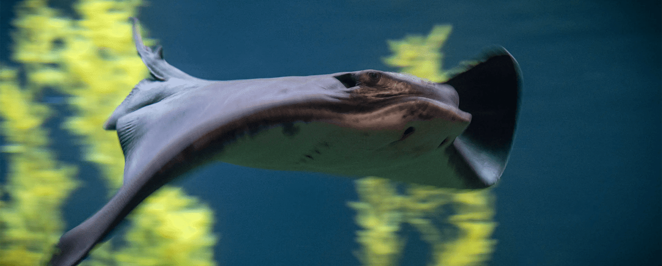 A bat ray swimming forward with a kelp forest in the background