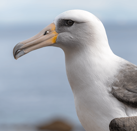 Profile view of Makana, a Laysan albatross, with a white body, yellowish long beak, gray feathers on its back, and the ocean in the background