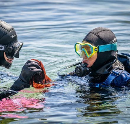A young visitor and a guide in wetsuits half way in the water looking closely at kelp