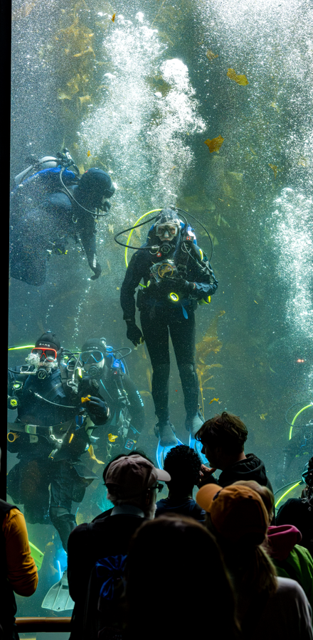 Divers in the Kelp Forest Exhibit cleaning the windows