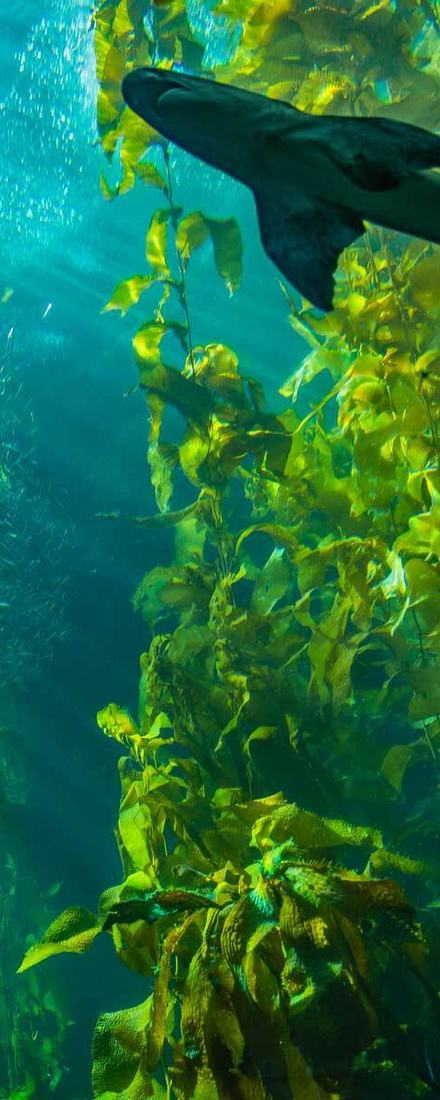 Beams of sunlight pierce through a towering green kelp forest as a leopard shark glides toward a swirling bait ball of sardines in turquoise water