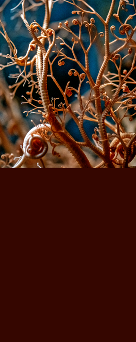 Deep-sea Aquarium exhibit with colorful anemones, corals, and sea stars on sandy seafloor