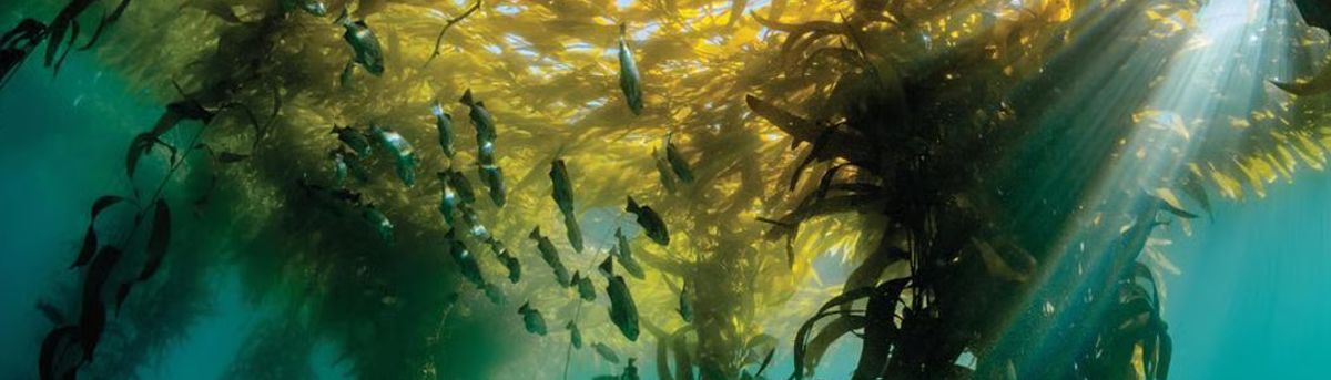 Sunlight streaming through a golden canopy of giant kelp fronds, with small fish silhouetted against rays of light in a turquoise kelp forest