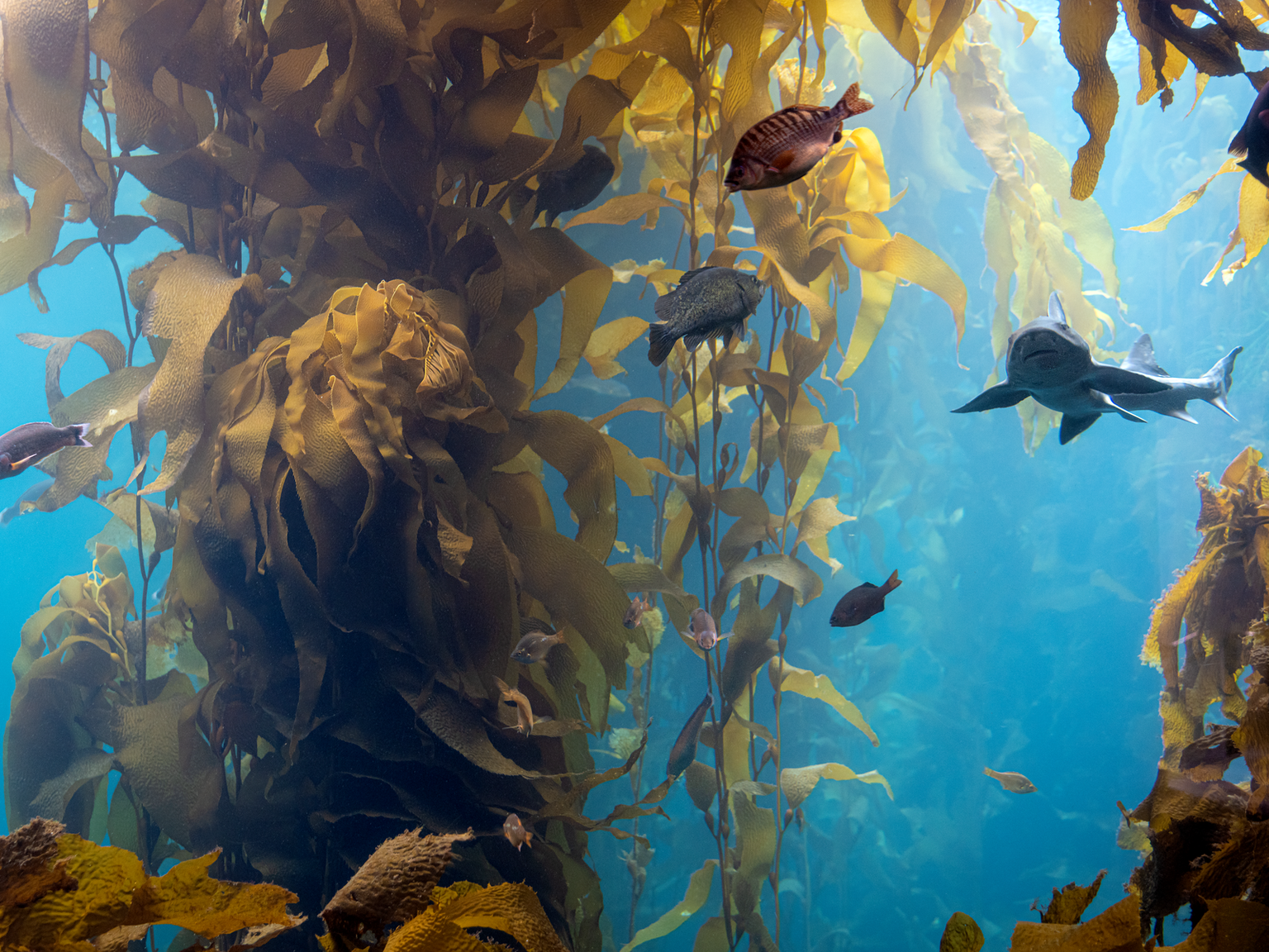 A leopard shark and several small fish swimming through a dense, golden-brown kelp forest in clear blue water.