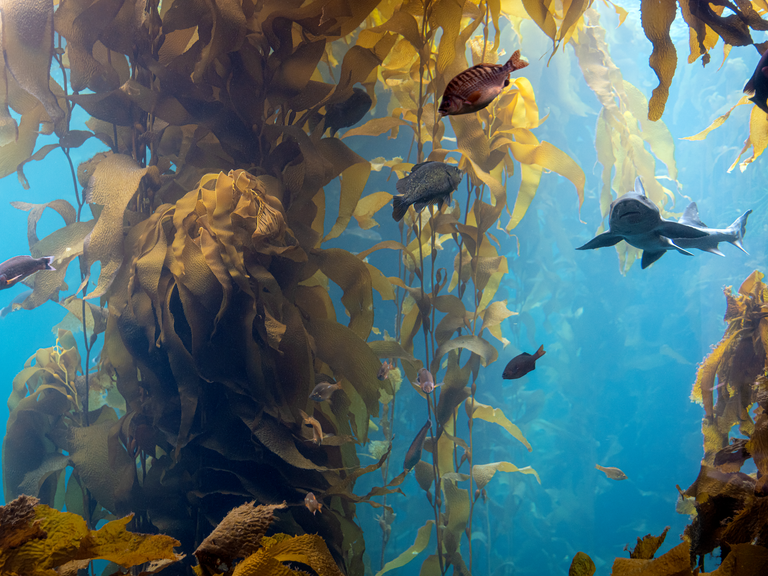 Kelp Forest Cam Monterey Bay Aquarium kelp-forest-cam-monterey-bay-aquarium