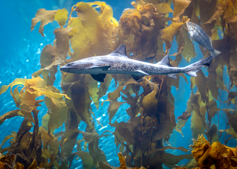 A slender leopard shark with distinct dark spots and saddles swimming horizontally through a sunlit golden kelp forest in deep blue water