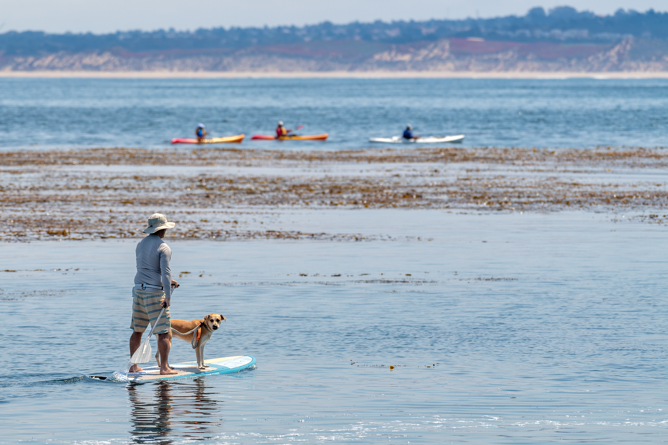 A man paddleboarding with a tan dog standing on the front of the board, with kayakers and a kelp forest in the background under a clear sky.