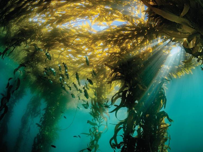 Sunlight streaming through a golden canopy of giant kelp fronds, with small fish silhouetted against rays of light in a turquoise kelp forest