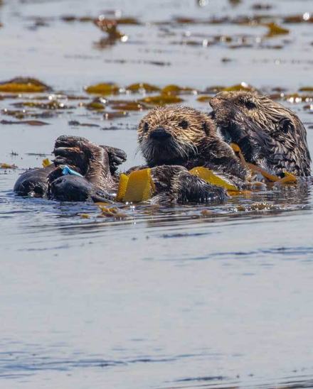 Mom and pup sea otters floating on their backs among kelp in calm water, one holding a piece of kelp on its chest
