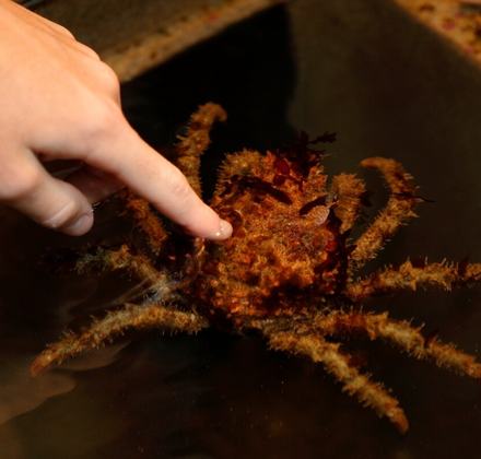 A person's finger gently touches the textured, camouflaged shell of a decorator crab submerged in a shallow touch tank at an aquarium