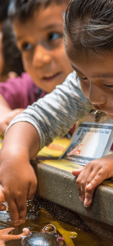 Young children leaning over a touch exhibit, reaching into the water to touch a sea star and other marine life