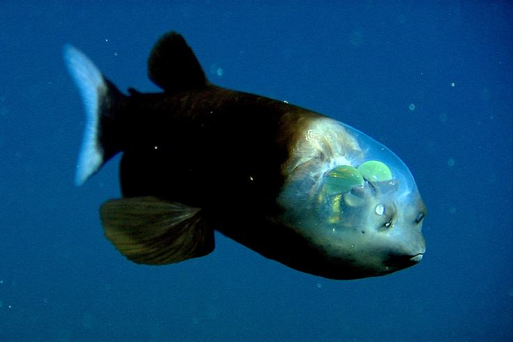 The midwater | Monterey Bay Aquarium