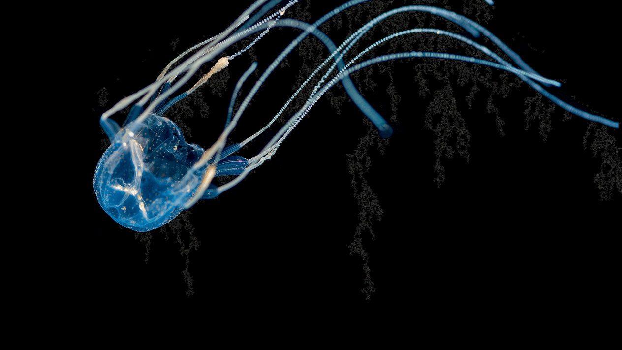 Small translucent box jelly with long trailing tentacles floating against a black background