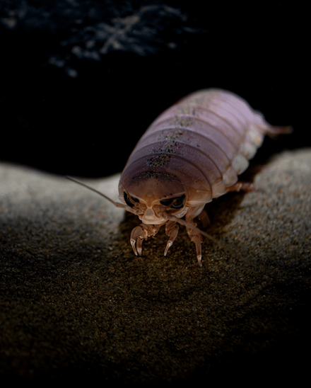 A giant isopod scurries along the sand in the deep sea, it's body has ridges that make it  look like an underwater beetle