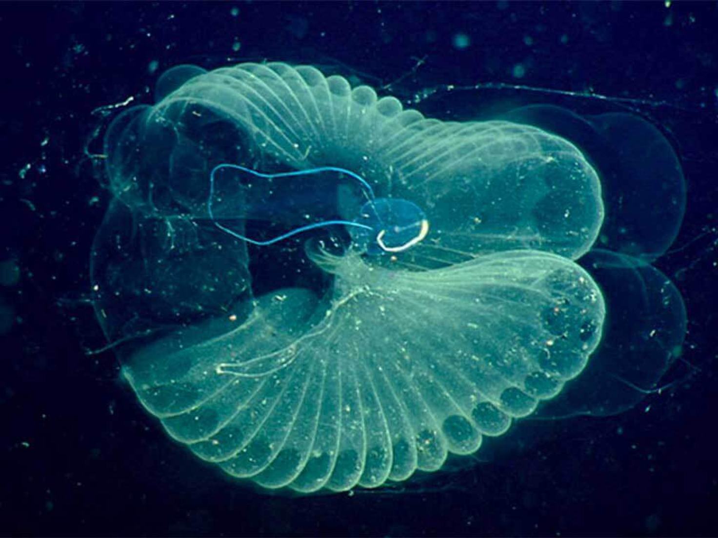 The midwater | Monterey Bay Aquarium