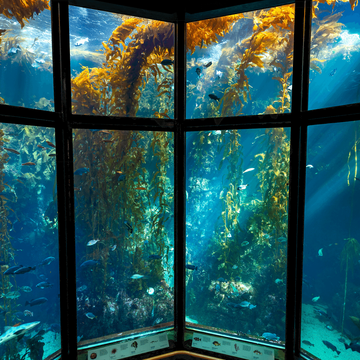 A wide shot of the Kelp Forest exhibit at Monterey Bay aquarium, as sunlight pours in the tanks showcases 28 foot tall kelp