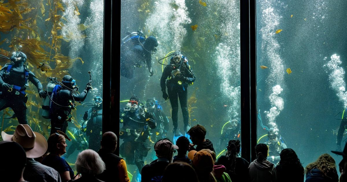 Quiz Which Exhibit Matches Your Aesthetic Monterey Bay Aquarium quiz-which-exhibit-matches-your-aesthetic-monterey-bay-aquarium