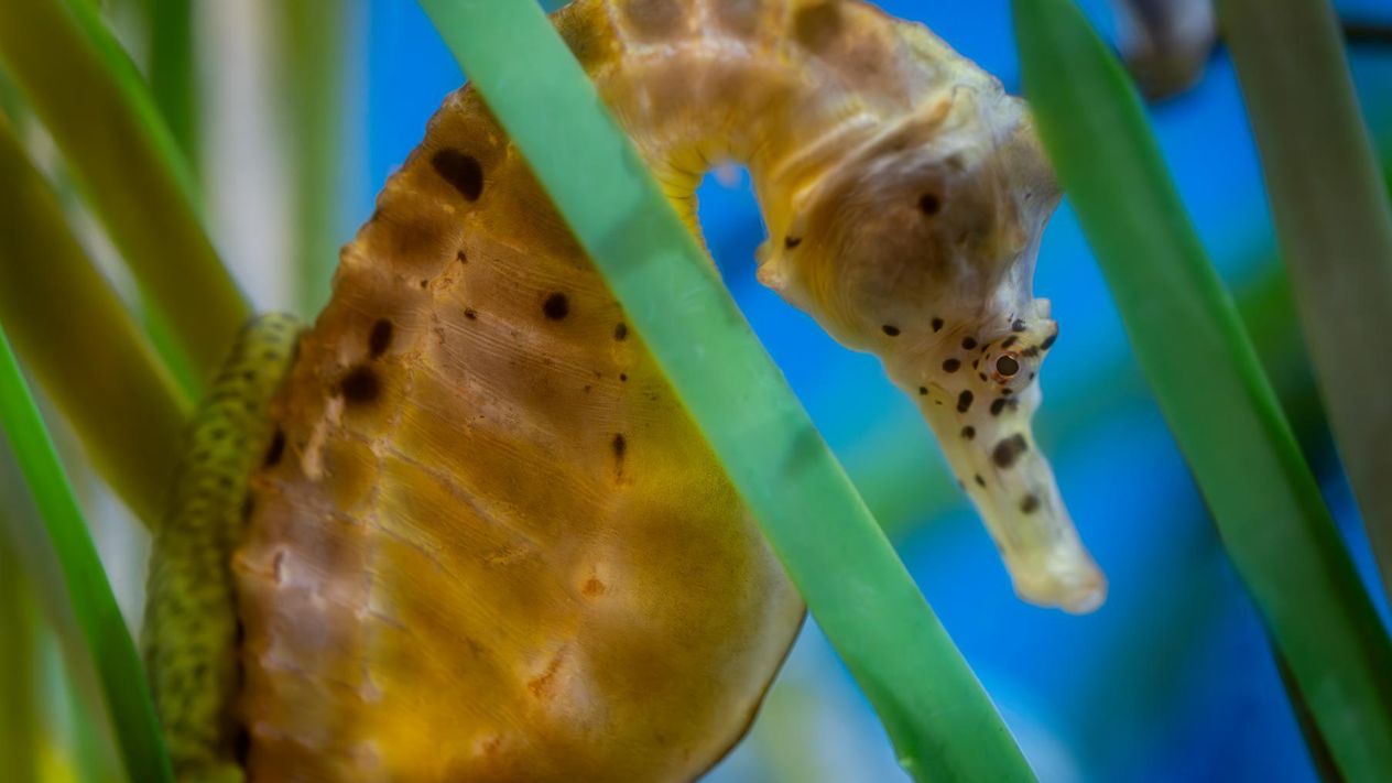 Big belly seahorse floating in blades of sea grass