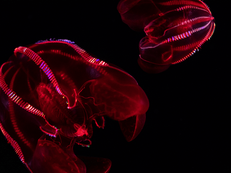 Two deep red comb jellies floating against a black background, iridescent comb rows visible