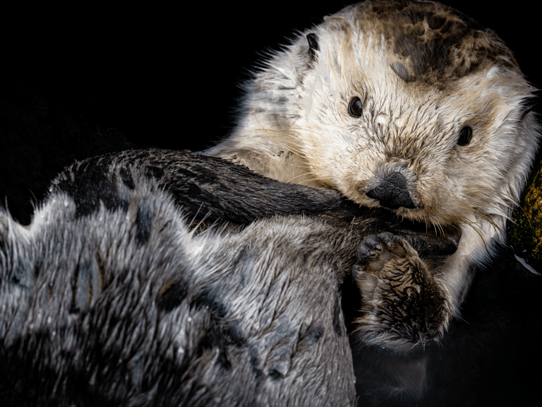Senior sea otter with pale white face resting while grooming with paws against a dark background
