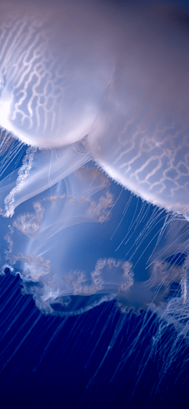Close-up of a moon jelly bell from below, showing trailing tentacles and delicate internal structure