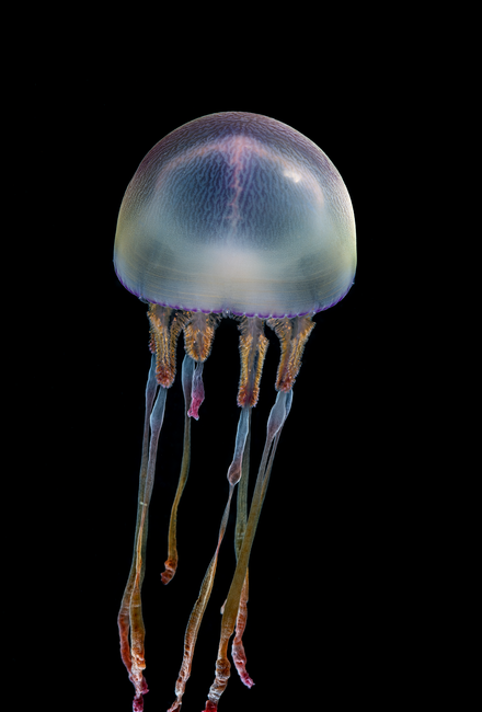 A rainbow tassel jellyfish floating upward against a dark background, showing its lavender gradient colors