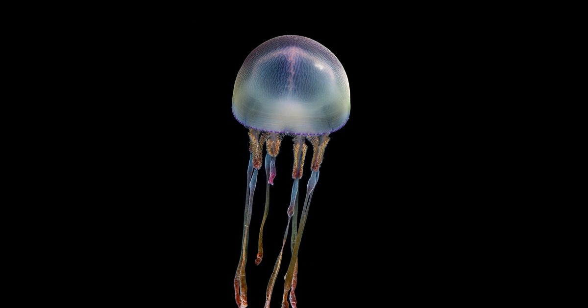 Monterey Bay Aquarium