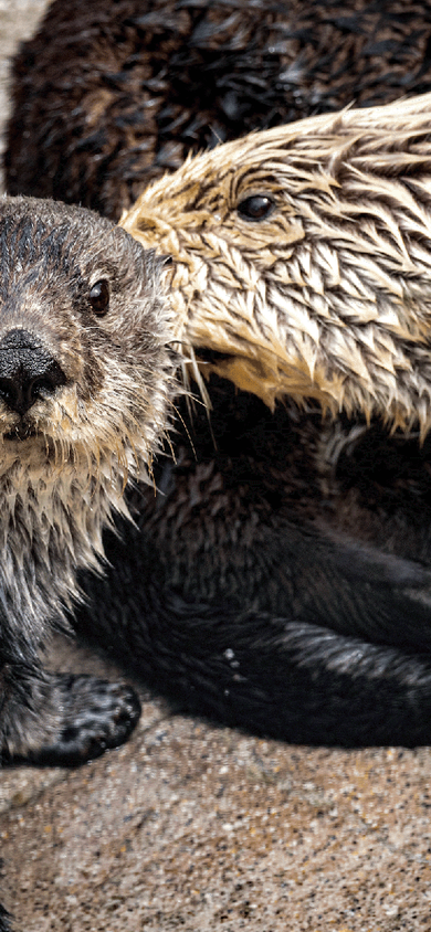 Two sea otters resting together on a sandy surface, one facing the camera with whiskers visible