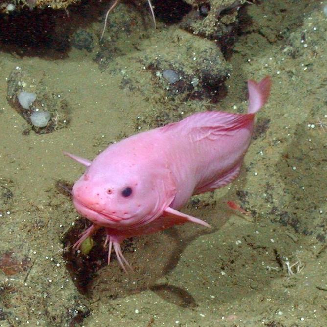 Animals A to Z | Monterey Bay Aquarium