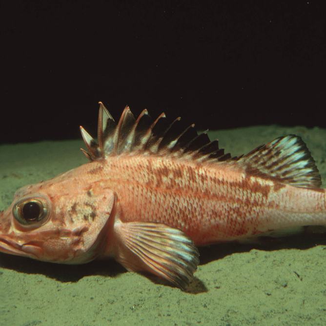 A pink thornyhead rockfish rests on the seafloor against a dark background showing its spiny dorsal fin